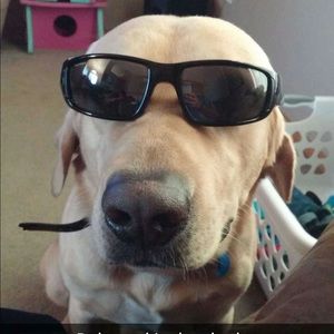 Meet your Posher, Daryl